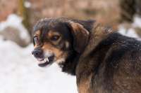 Спикер Госдумы предложил ввести ответственность для чиновников за ситуацию с бездомными животными