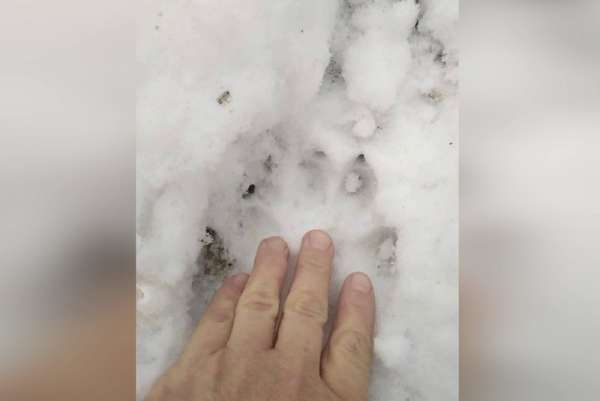 Неопознанные следы на снегу заставили поволноваться жителей Минусинского района