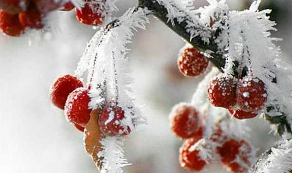 Морозы в южных районах края могут достигать - 44 градусов