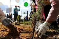 Жителей Минусинска призывают высадить деревья в память о родственниках, погибших в годы ВОВ
