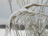 Убытки аграриев от снега и заморозков в Хакасии превысили 150 млн рублей