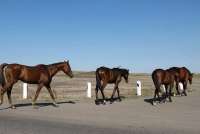 В Хакасии гуляющие по автотрассам лошади кидаются под колеса автомобилей