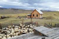 В Туве предлагают выделять землю и овец освободившимся осужденным