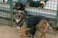 В Саяногорске начали выпускать стерилизованных бродячих собак