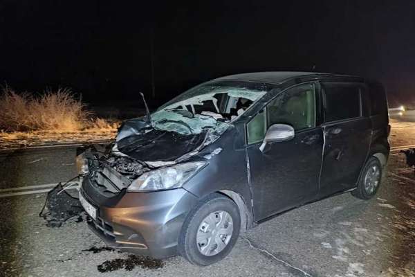 В Хакасии водитель сбил перебегавшую через дорогу лошадь