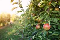 Садоводы Опытной станции Минусинска рассказали о рекордном урожае фруктов