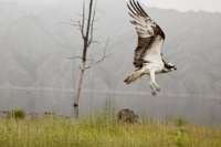 Птицы из Саяно-Шушенского заповедника долетели до Индии