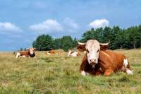 В Красноярском крае наблюдается сокращение производства продуктов животноводства