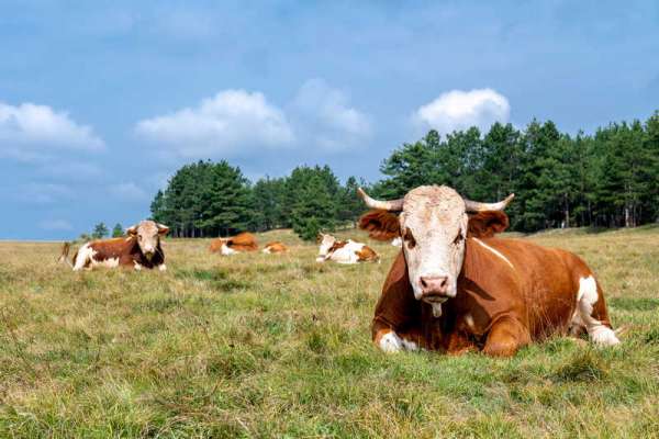 В Красноярском крае наблюдается сокращение производства продуктов животноводства