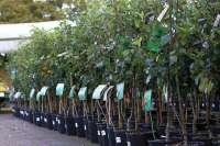 В Минусинске сняты с продажи около тысячи контрафактных саженцев садовых растений