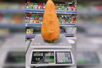 На юге Красноярского края фермер вырастил морковку весом 2,5 кг