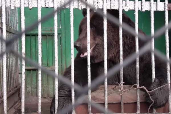 Медведи Абаканского зоопарка обрели новые дома