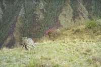 Фотоловушка в Саяно-Шушенском заповеднике засняла снежного барса  на охоте