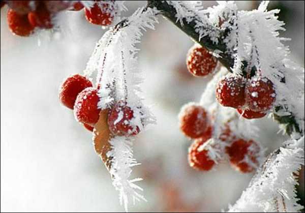 Рождественские морозы в Минусинске отменяются