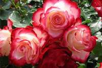 В Курагино наказали продавцов саженцев алтайской розы