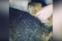 В Хакасии транспортные полицейские спасли щенка