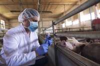 Африканскую чуму свиней выявили в Минусинске
