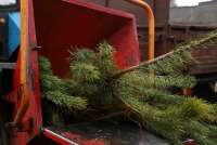 Жители Минусинска могут сдать новогоднюю ель на переработку