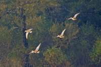 Над национальным парком «Шушенский бор» идет осенняя миграция птиц