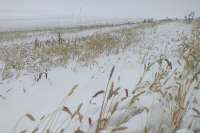 В Хакасии ушел под снег урожай хлеба