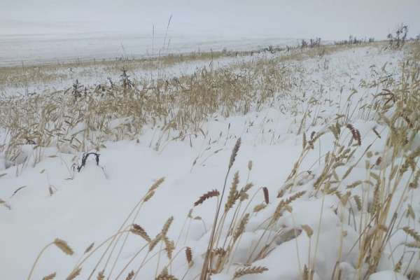 В Хакасии ушел под снег урожай хлеба