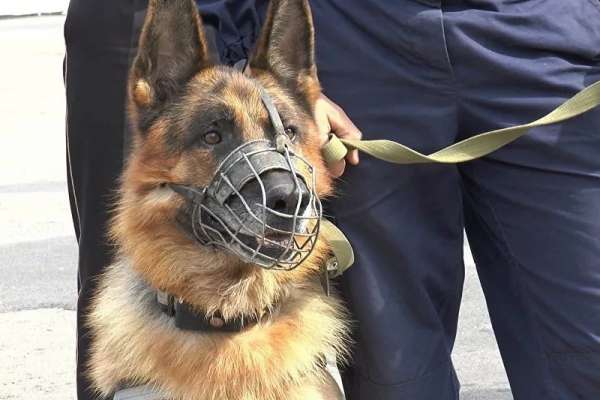 В Абакане ограбили мужчину: его барсетку нашла служебная собака