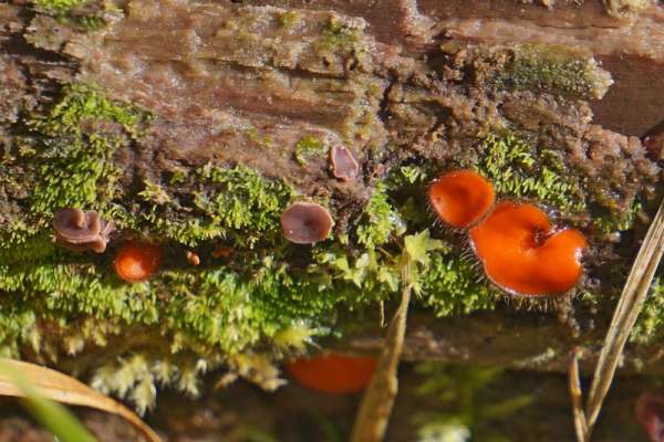 В национальном парке «Шушенский бор» выросли экзотические грибы
