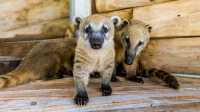 Многодетные семьи Минусинска могут бесплатно сходить в зоопарк