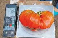 Какие томаты могут претендовать на победу в конкурсе &quot;Минусинский помидор&quot;