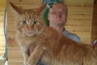 В Красноярском крае возбудили уголовное дело по факту гибели домашнего кота