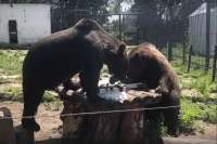 Медведи абаканского зоопарка любят полакомиться кабачками