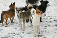 Минусинцы жалуются на стаи бродячих собак