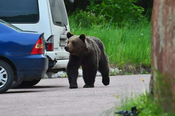 Полицейские Лесосибирска обезвредили медведя, замеченного в черте города