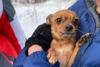 Квартирная собака трое суток провела в лесу Красноярского края рядом с телом хозяйки