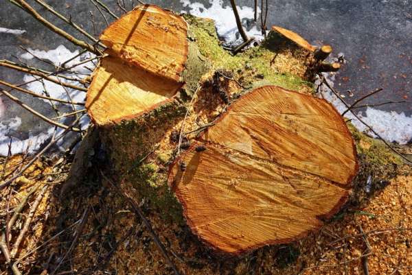 В Красноярском крае незаконно вырубили сотни кубометров леса