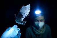 Роспотребнадзор проверит летучих мышей в России на коронавирусы
