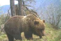 В Саяно-Шушенском заповеднике активизировались медведи