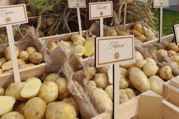 Краевой Россельхознадзор дал рекомендации по выбору картофеля на посадку