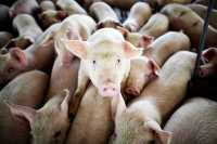 В Минусинском районе приостановили работу свинофермы
