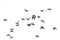 В небе на юге края был замечен косяк уток из 300 птиц