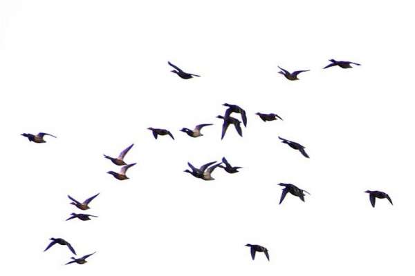 В небе на юге края был замечен косяк уток из 300 птиц