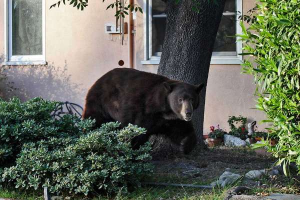 В Красноярске медведь вышел на автобусную остановку