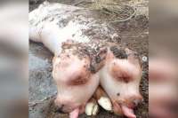Двуглавый телёнок с телом свиньи родился в Хакасии