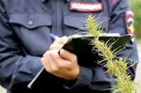 Сотрудники полиции выявляют очаги произрастания наркосодержащих растений в Минусинском районе