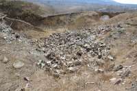 Хакасия планирует отказаться от скотомогильников