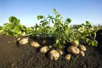 В Минусинском районе с нарушениями выращивали картофель