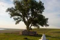 Специалисты из Москвы изучат на юге Красноярского края деревья-памятники