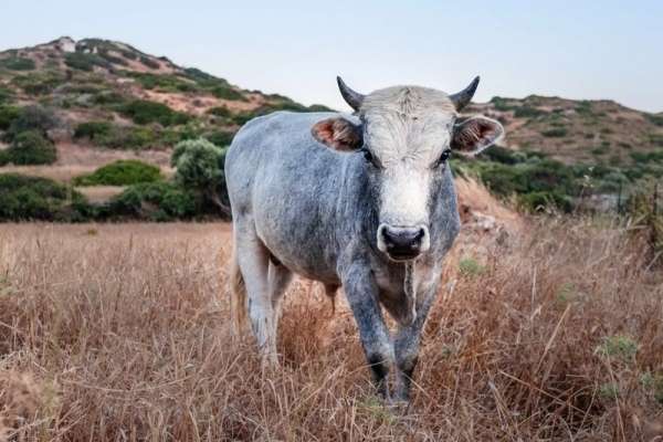 Житель Хакасии похитил и убил быка соседки
