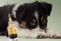 В Минусинском районе работает передвижная ветлаборатория по вакцинации животных от бешенства