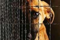 Депутаты Госдумы хотят отдать на откуп регионам судьбу бездомных животных